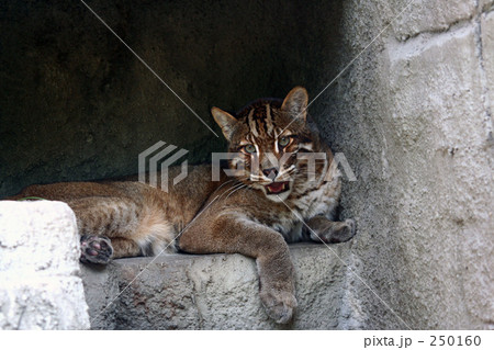 猛獣 凶暴 動物園の動物 アジアゴールデンキャットの写真素材