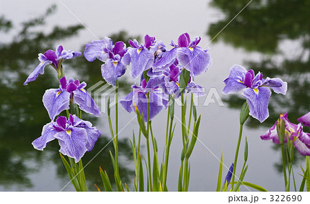 菖蒲園 花菖蒲 島根県 出雲市 花しょうぶの写真素材