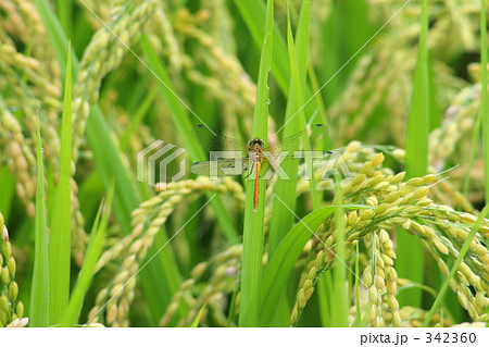 緑色 水田 真上 畑の写真素材