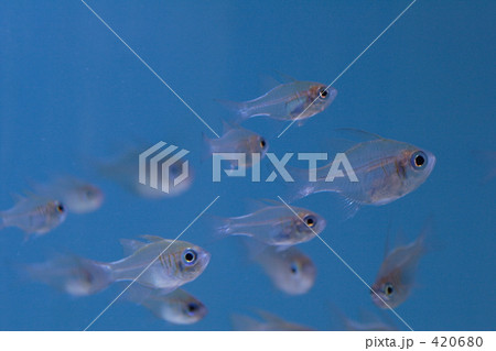 グラスフィッシュ 透明 淡水魚の写真素材
