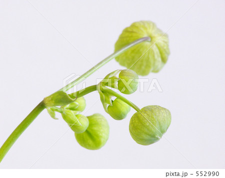 花 植物 グリーンベル ブルガリスの写真素材