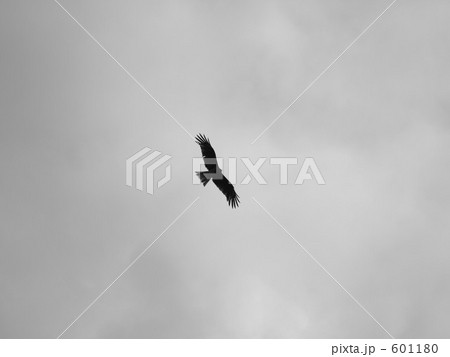 モノクロ 白黒 タカ 鷹の写真素材