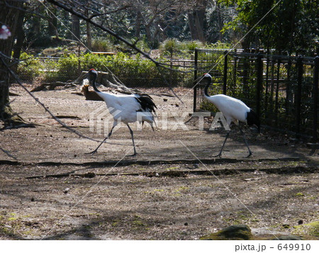 分類ツル目ツル科の写真素材