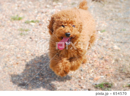犬 プードル トイプードル 走る犬の写真素材