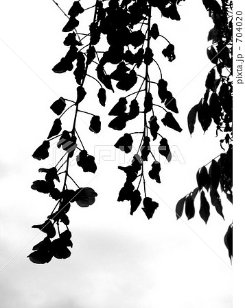 モノクロ 藤 藤の花の写真素材