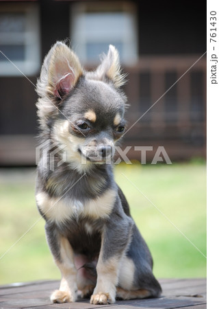 犬 チワワ 灰色 ロングの写真素材