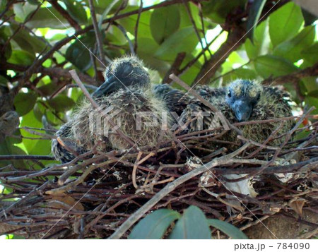 二羽の鳥の写真素材 - PIXTA
