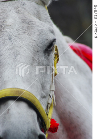 馬 顔 飾り 正面の写真素材