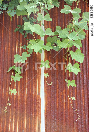 つる草 トタン塀 金属 雑草の写真素材