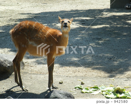 の シタツンガ は 動物 科 何