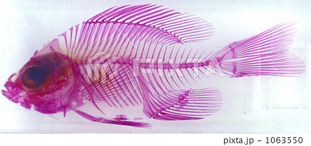 Jpsipokerqlax 選択した画像 魚 骨 イラスト リアル