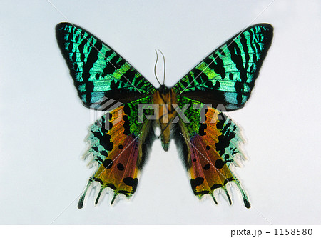 蛾 標本 ニシキオオツバメガ 昆虫の写真素材 - PIXTA