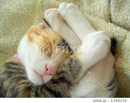 猫 三毛 寝姿 寝相の写真素材