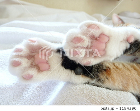 肉球 猫 両手 三毛の写真素材