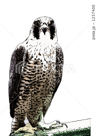 ハヤブサ 鳥のイラスト素材