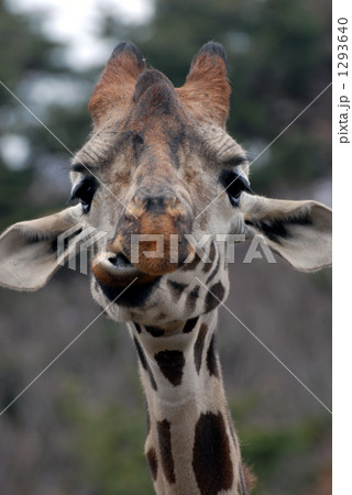 キリン アミメキリン 動物 正面の写真素材