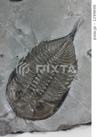 三葉虫 化石 示準化石 Gb103 001の写真素材