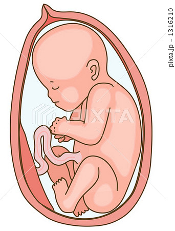 へその緒 胎盤 臍帯 出産の写真素材