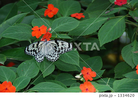世界一大きい蝶 昆虫の写真素材