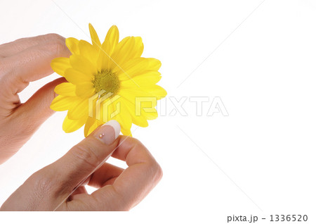 手 花占い 花びら 指の写真素材
