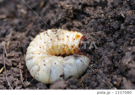 土中 幼虫 カブトムシの写真素材