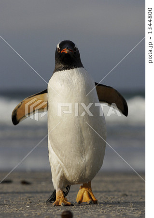 ジェンツーペンギン ペンギン 正面 Gb103 002の写真素材