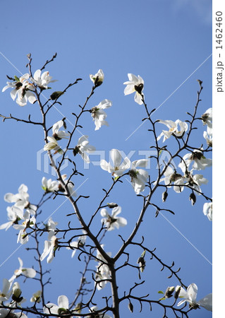 こぶし 北こぶし 花 モクレンの写真素材