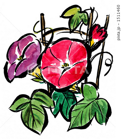 朝顔 絵手紙風 イラスト 明るいのイラスト素材