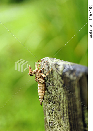 ヤゴの抜け殻の写真素材 - PIXTA