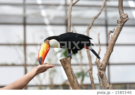 オニオオハシ 鳥類 黒色 鳥の写真素材 - PIXTA