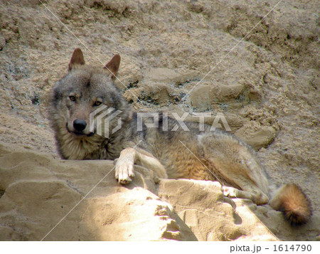 オオカミ 動物園 正面 狼の写真素材