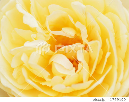 ジーンティアニーの写真素材