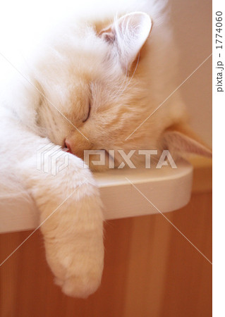 眠り猫の写真素材