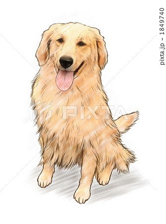 ペット ゴールデンレトリバー イラスト 犬 おすわりの写真素材