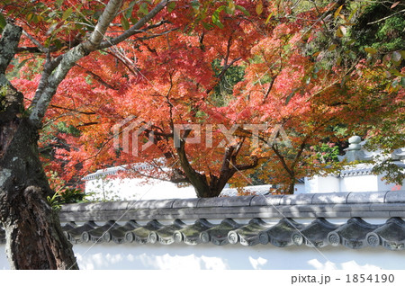 橋 錦帯橋 秋 オレンジ色の写真素材 Pixta