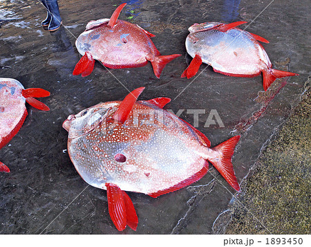 マンダイ 魚 さかなの写真素材