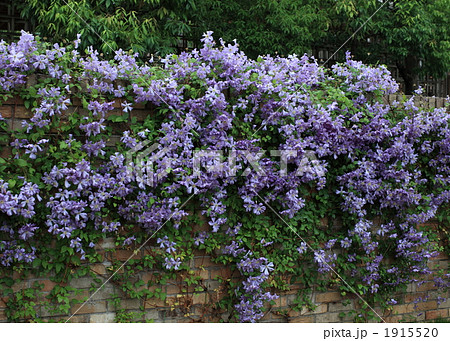 クレマチス プリンスチャールズ 花 植物の写真素材