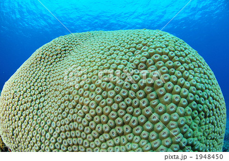 珊瑚の塊