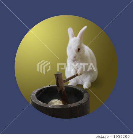 餅つき 動物 うさぎ 草食動物の写真素材