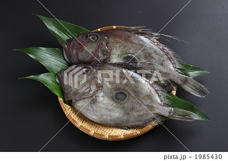 バトウ 冬の魚 マトウダイの写真素材