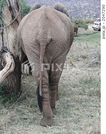 象の後ろ姿 動物の写真素材