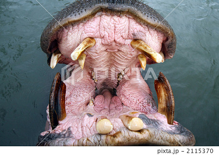 咽喉の奥 正面 カバの写真素材