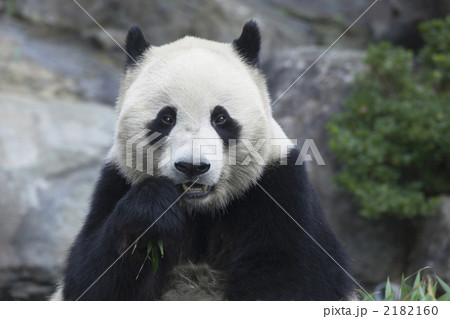 ジャイアントパンダ 黒と白 絶滅危惧種 珍獣の写真素材