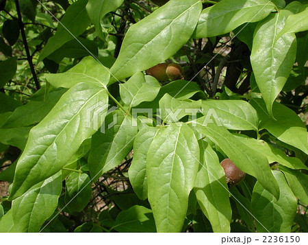 ロウバイの葉の写真素材