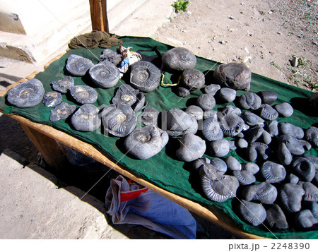 アンモナイト 化石 ネパール ヒマラヤの写真素材 - PIXTA