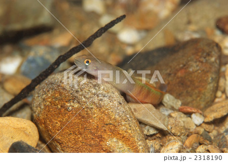 しましま 川魚 レッドデータブック 淡水魚 沖縄の川魚の写真素材 - PIXTA