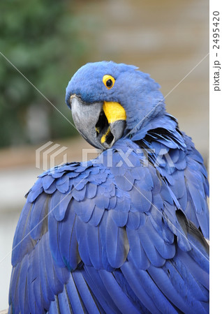 インコ スミレコンゴウインコ 青色 鳥類の写真素材 インコ スミレコンゴウインコ 青色 鳥類の写真素材