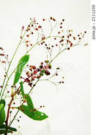 植物 花 実 山野草 秋 赤い実 サンジソウの写真素材