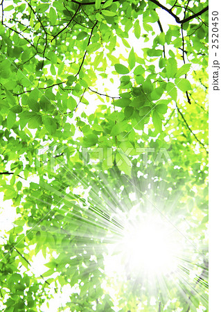 太陽光透過樹梢透過樹葉的陽光鮮綠翠綠照片素材 Pixta