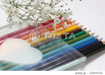色鉛筆 かすみ草 文房具 画材の写真素材